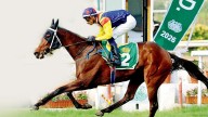 Mumbai horse racing: Fynbos for Indian 1000 Guineas (Gr 1)