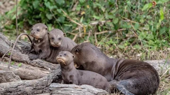 Una nueva familia de nutria gigante fue liberada en El Impenetrable