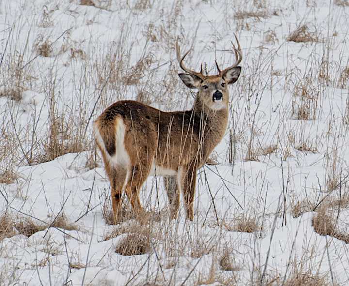 These 10 Michigan counties racked up the most bucks during firearm season