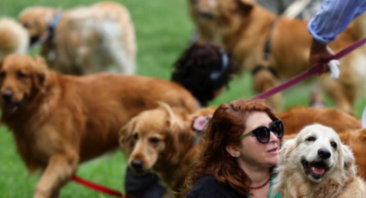 Encuentro peludo: 2 mil 400 golden retrievers se reúnen en Argentina y rompen récord mundial de más perros de esta raza en un mismo sitio