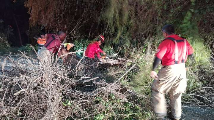 Vientos derriban árbol