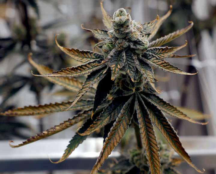 Want to learn to grow weed? A new program at Syracuse University will teach you how