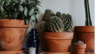 Ni se te ocurra poner un cactus en este lugar de la casa: provoca malestar y la tradición china lo deja claro
