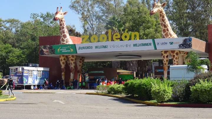 Piden a Contraloría de León revisar muerte de 24 borregos muflones