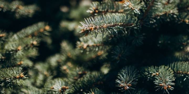 Old Town Public Safety spreading holiday cheer with Angel Tree