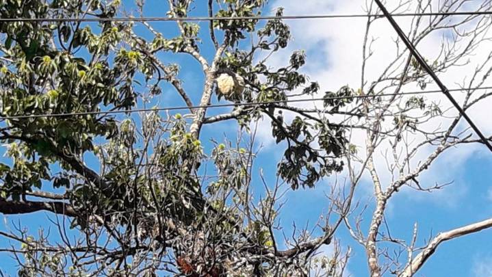 Carracedelo intensifica la lucha contra la avispa asiática con 220 nidos retirados este año