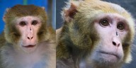 Monkey who survived Miss. truck crash now living at animal refuge