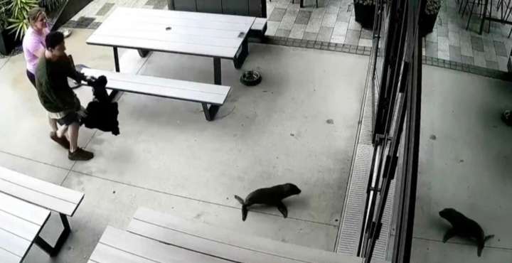 This Baby Seal Wandered Into a Bar and Flat