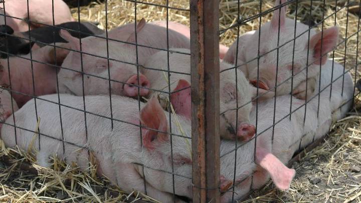 México reanudará cuando sea posible las importaciones de carne de cerdo de España