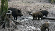Ascienden a 9 los casos de peste porcina africana en jabalíes en el entorno de Collserola