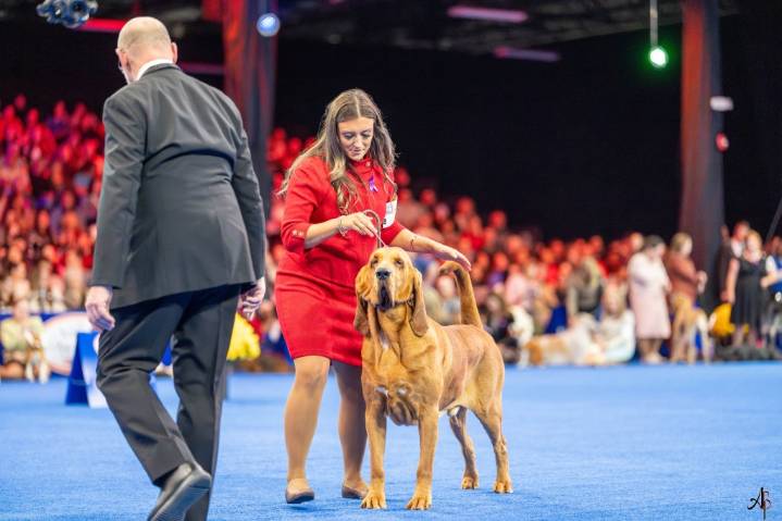 Best in Show: Meet the dog from Macomb that starred on national TV