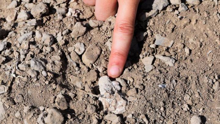 Mystery foot fossil belonged to a little-known species that lived alongside Lucy