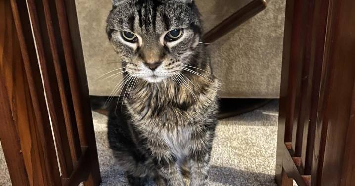 Saying goodbye to a pet in peace, comfort