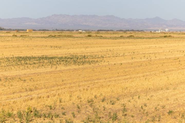 Wife of Southern California farming magnate shot dead amid ongoing divorce