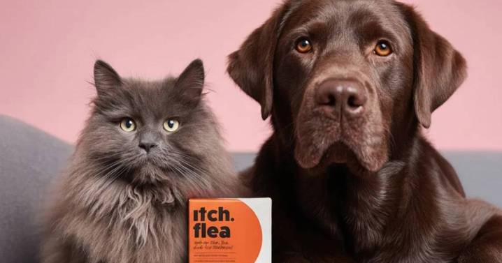 Pet owners snap up 'set-and-forget' solution to halt dreaded winter flea infestation