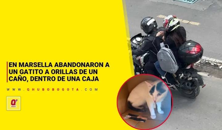 En Marsella abandonaron a un gatito a orillas de un caño, dentro de una caja