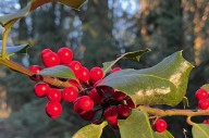 European holly – Puget Sound Forest menace