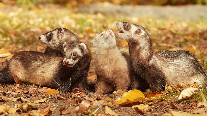 What Is a Group of Ferrets Called? You're Such a Busybody