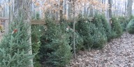 Heartland Christmas tree farm is busy this holiday season