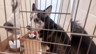 Washington Volunteers Try To Mend A Husky’s Lonely Heart As He Nears A Second Christmas In A Shelter