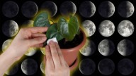 Estos son los mejores días de diciembre para que tus plantas estallen de flores, según el calendario lunar