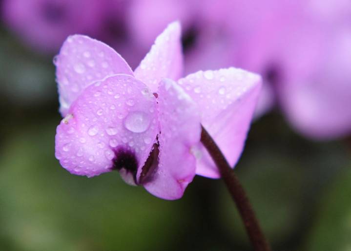 This underappreciated holiday flower has upside
