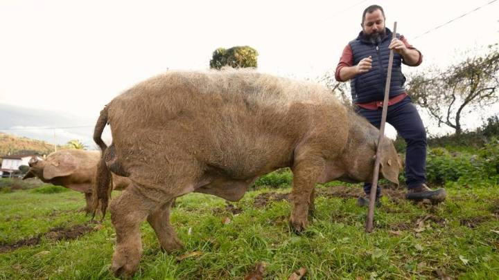 La encrucijada del gochu asturcelta