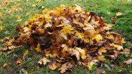 Give Garden Soil A Boost By DIYing A Leaf Mold Bin