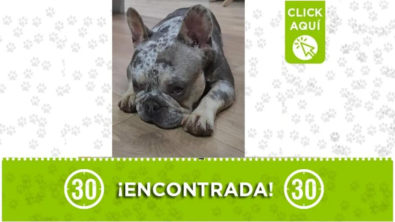 Hermosa perrita bulldog francés busca a su familia: la encontraron por Cocorná