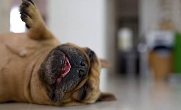 Qué significa el ruido que hacen los perros antes de quedarse dormidos