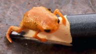 New Pumpkin Toadlet Species Is Just 1 Centimeter Long, And It’s Named After Brazil’s President
