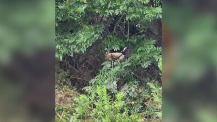 Texas Ranch Flood Turns Into A Nightmare When A Beloved Dog Disappears Without A Trace