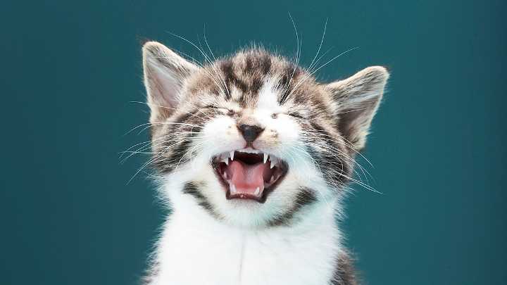 Cats Meow More Than Twice as Much at Men, And We Can Only Guess Why