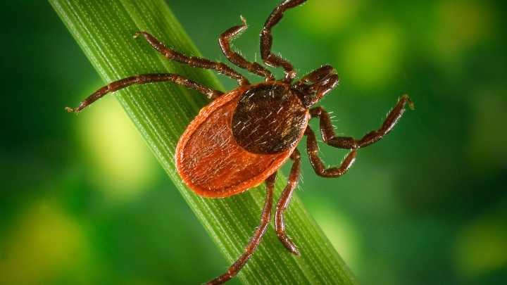 Georgia teens make waves with early Lyme disease detection