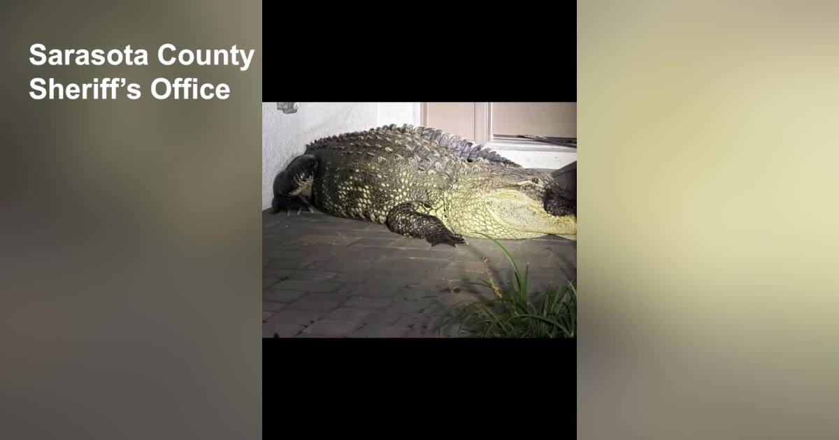 VIDEO: 14-foot alligator removed from Sarasota County neighborhood