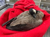 Avian flu: How do local veterinarians fit into the picture?