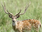 Robaron un ciervo Axis del Complejo Ecológico Municipal