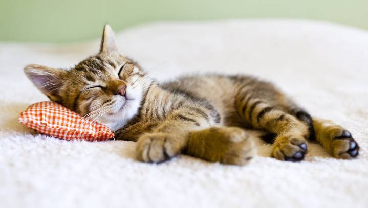 Cat Rests Up In Preparation For Long Night Running Up And Down Stairs