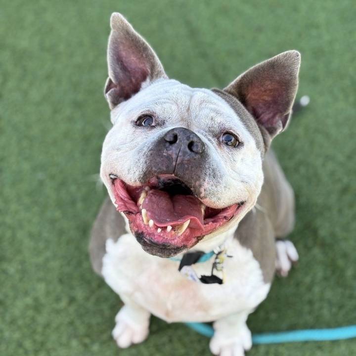 Pet of the Week: Buttercup