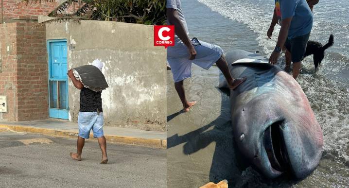 Piura: hallan raro tiburón megaboca en playa Negritos y vecinos lo filetean antes de llegada de especialistas