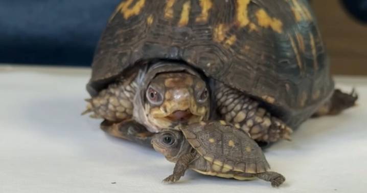 For 50 years, Rockalina the turtle lived on a kitchen floor. Now she has a new friend