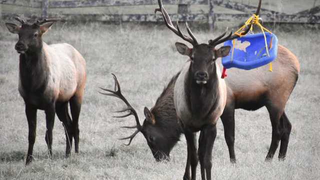 Picture shows elk with child's swing tangled in antlers