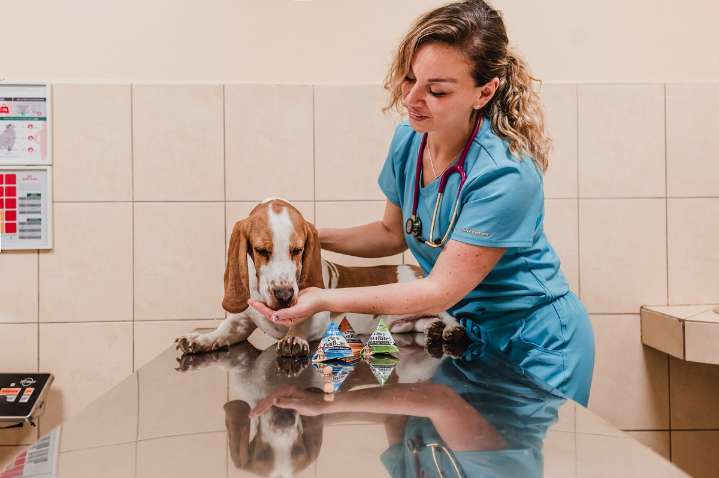 ¿Pulgas y garrapatas? Tips para proteger a tu mascota