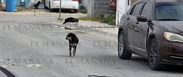 Niña herida tras ataque de perros en Los Fresnos; vecinos exigen justicia inmediata
