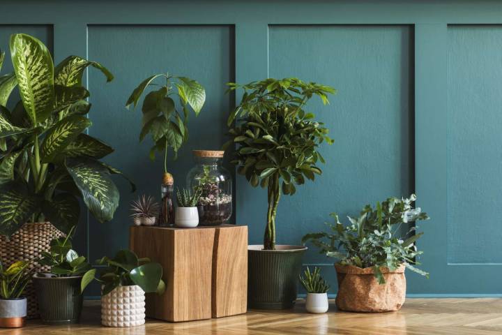 This Low-Maintenance Houseplant Was Just Named 2026’s Plant of the Year