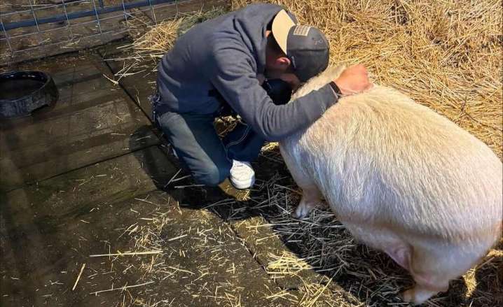 Sanctuary Takes in Homeless Man’s Pet Pig Adopted by Deceased Wife Until He Recovers
