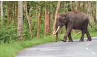Process To Exhume Elephant Ramu’s Skeleton Begins In Odisha Forest; Know Why