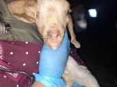 Intervienen granja en Atlixco en la que los animales morían de hambre y sufrían maltrato