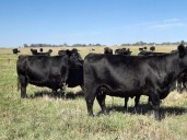 Una diputada kirchnerista pretende crear un impuesto por la emisión de metano de las vacas en Buenos Aires  y generó el rechazo del campo