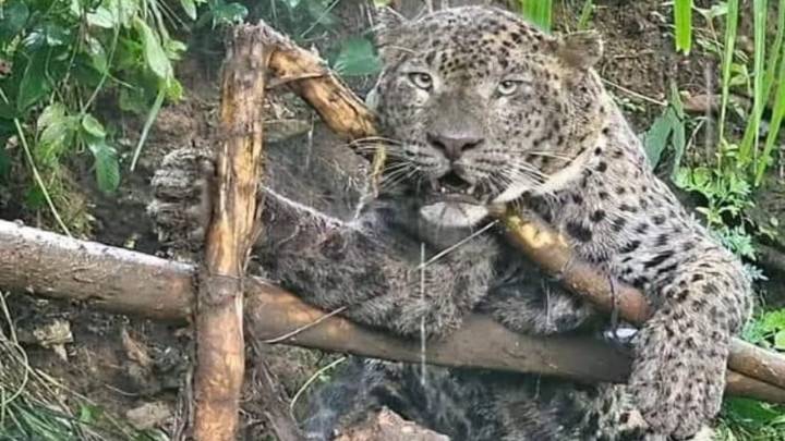 Man killed in leopard attack in Uttarakhand’s Pauri; schools closed, order issued to kill man